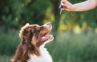 cannabinoid oil for dog